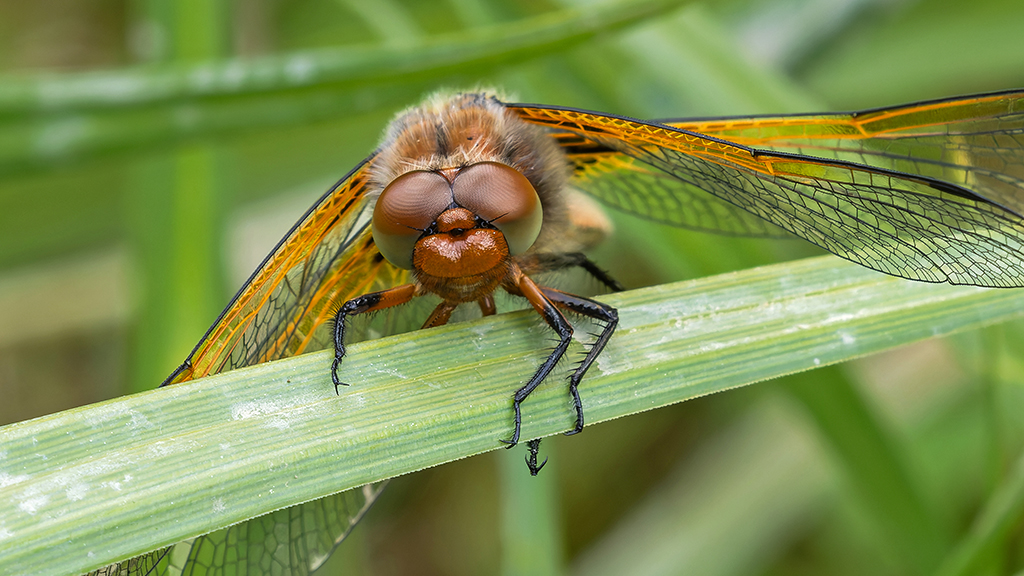 A dragonfly clings to a long leaf
