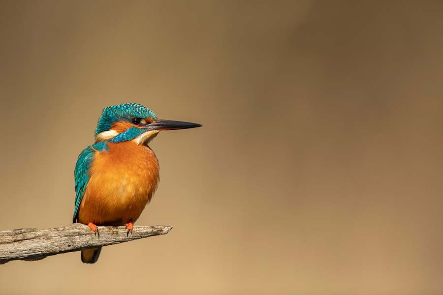 Wildlife Sightings for 24th July 2026