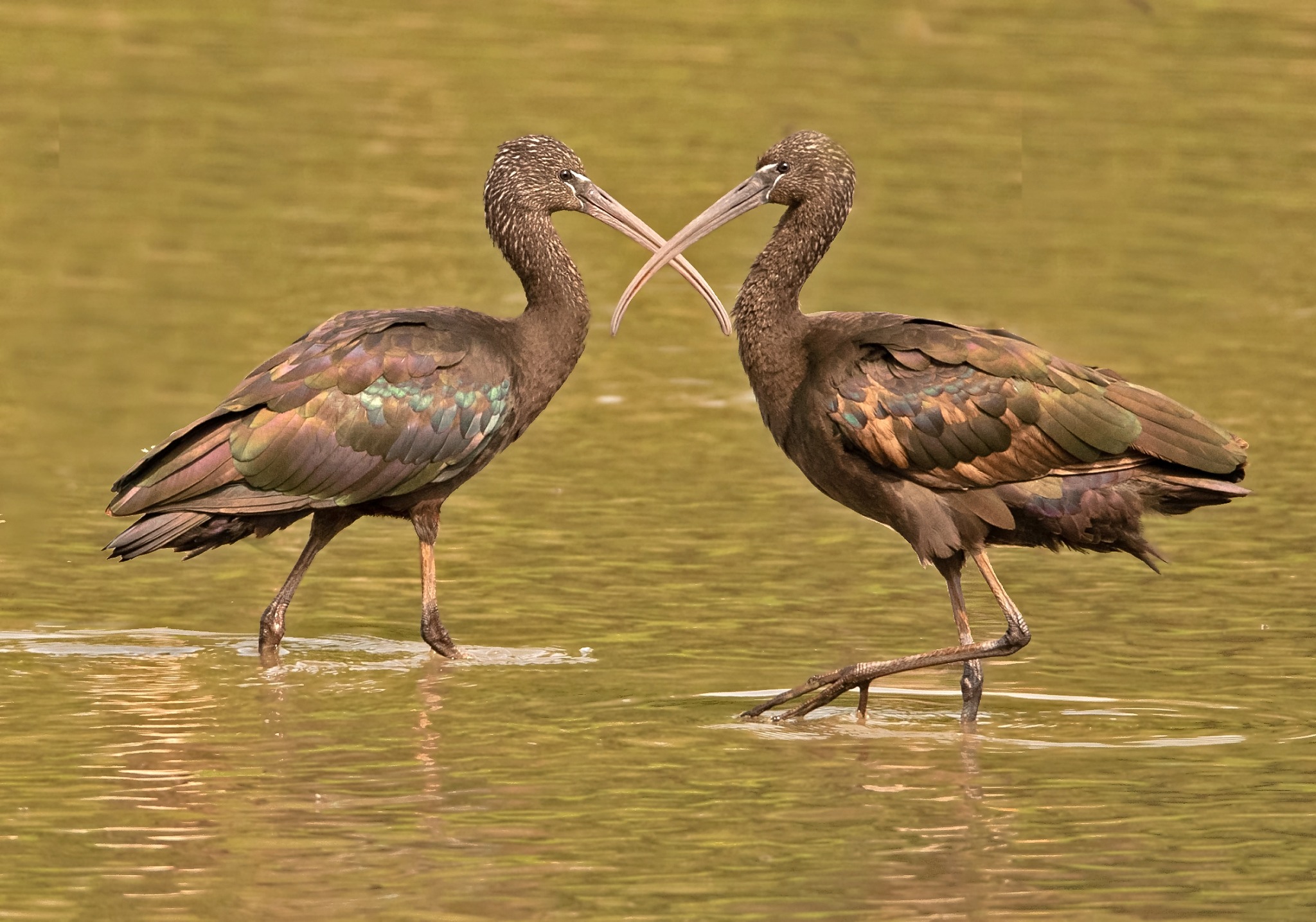 Glossy Ibis trio, Pectoral Sandpiper, Egyptian Goose and Otter