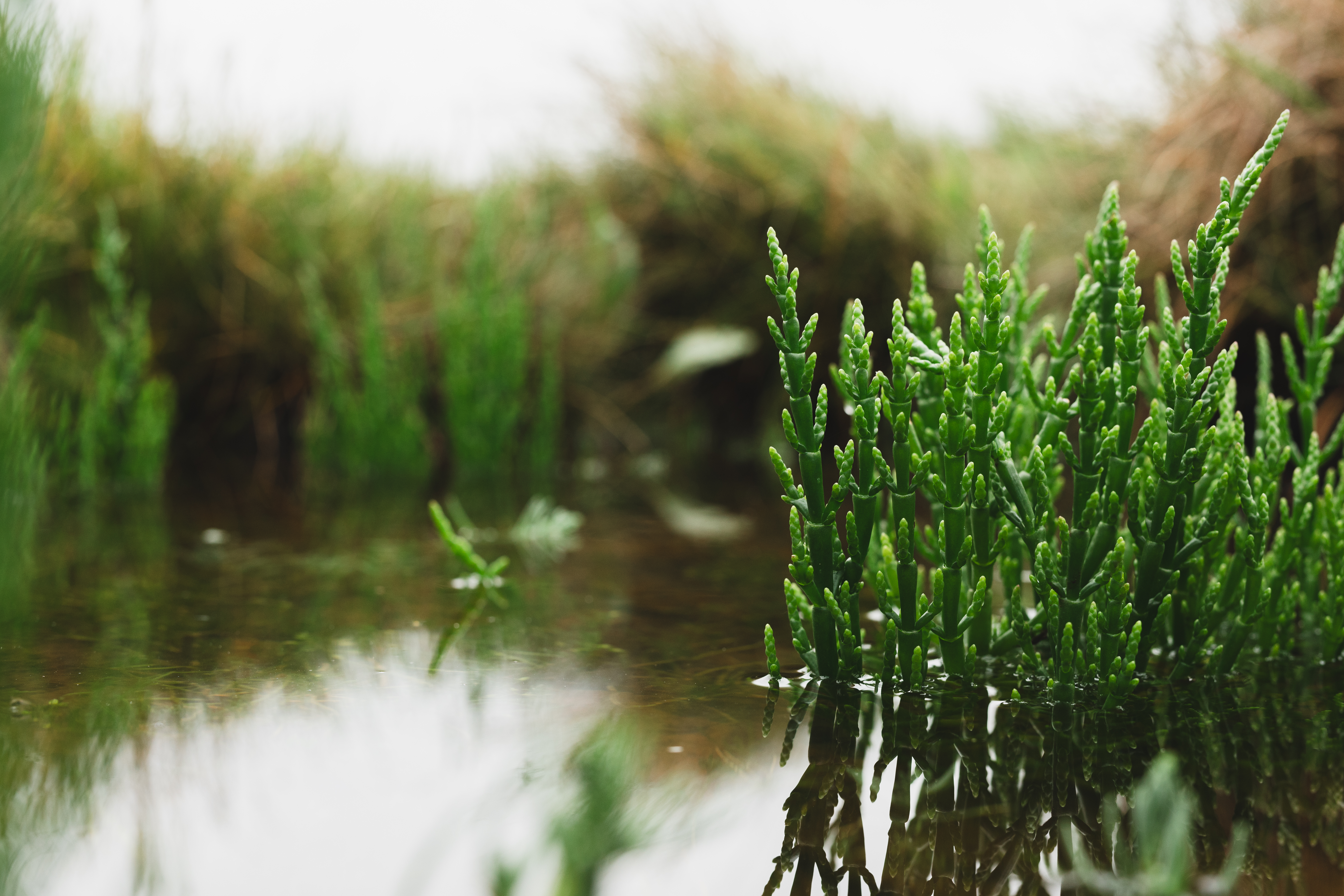 May Update and Summer of Saltmarsh events!