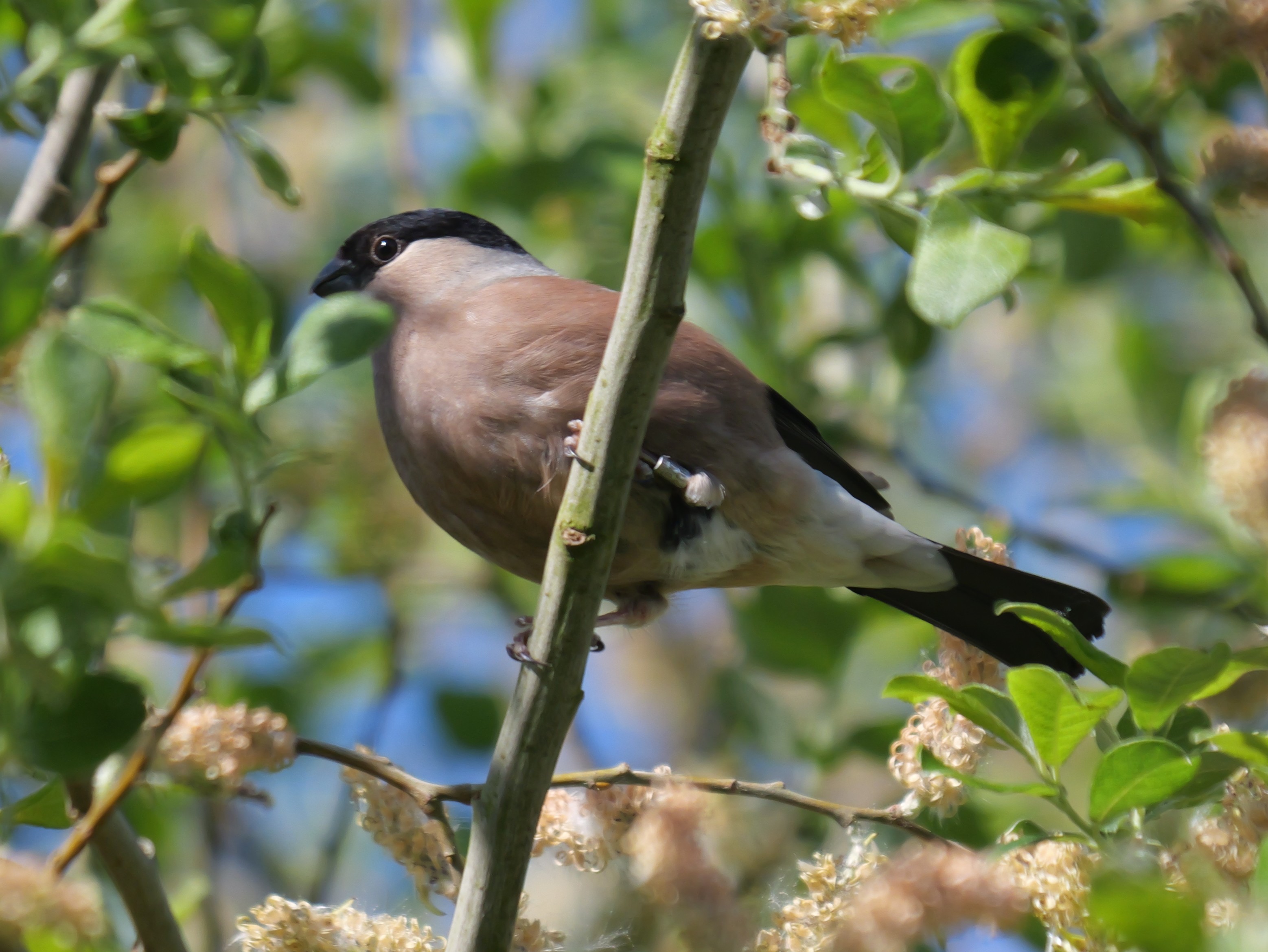 Sightings and news to week ending 24 May 2026