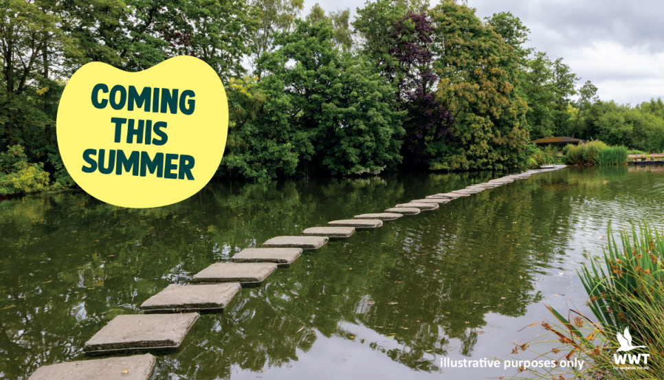 Europe’s Longest Stepping Stones to Open at WWT Martin Mere This Summer