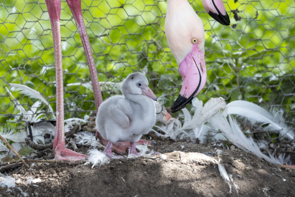 Greater flamingo chicks hatch at Martin Mere!