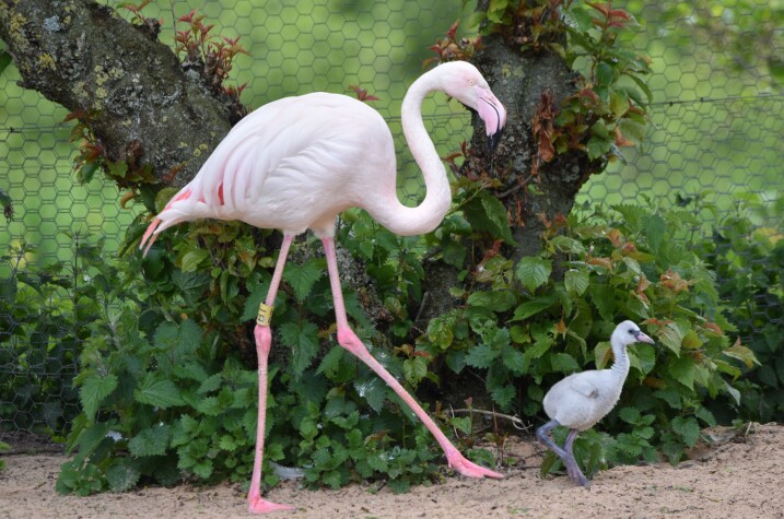 Flamingo chick and adult talking across the sand