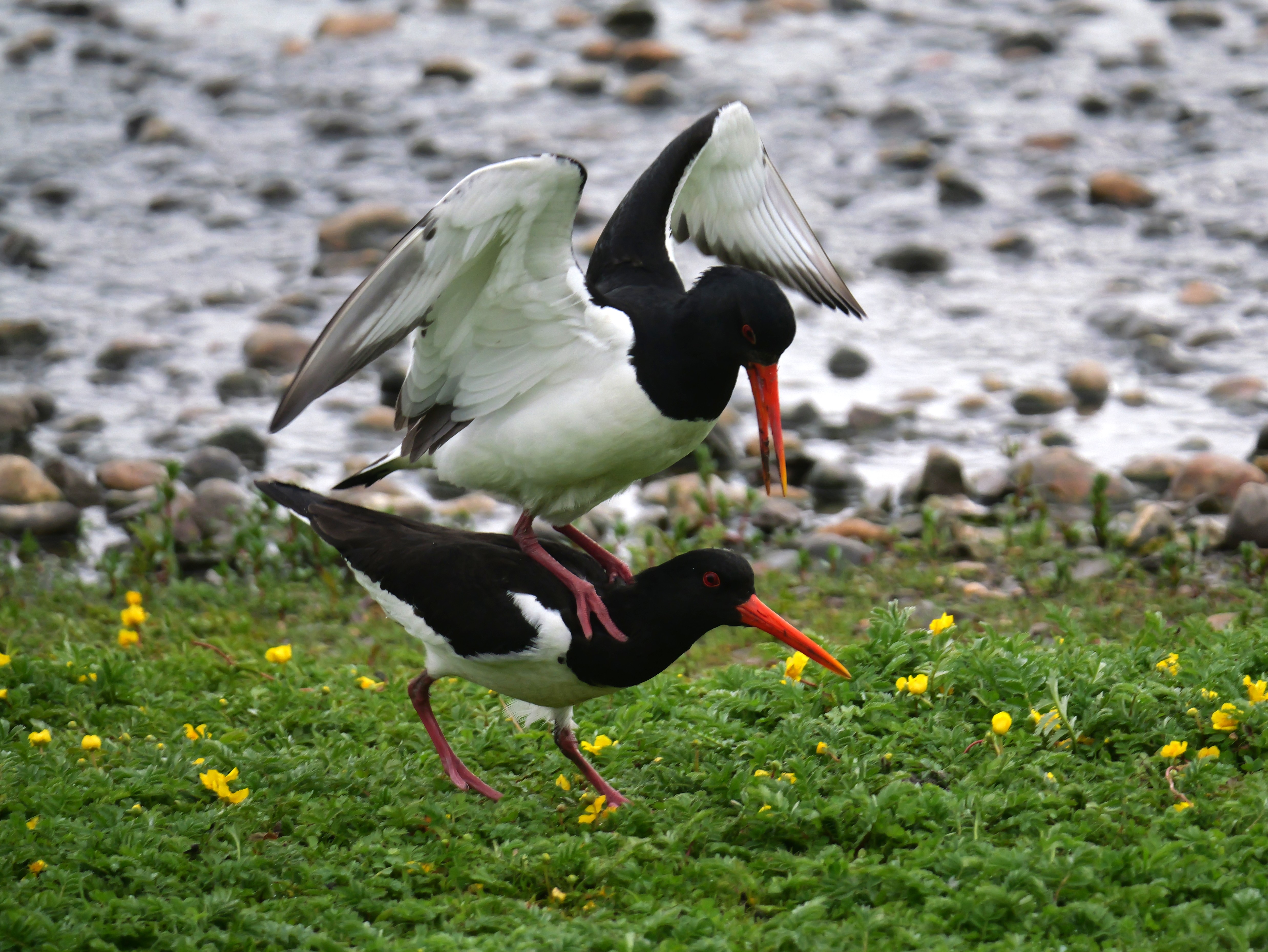 Sightings and news to week ending 31 May 2026