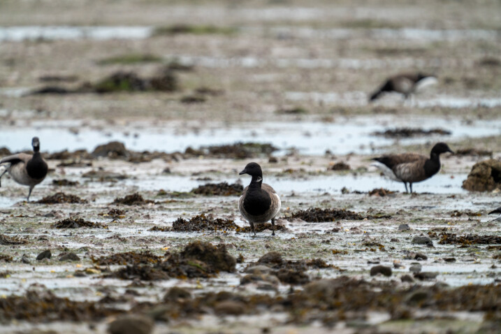 Eelgrass at WWT Castle Espie