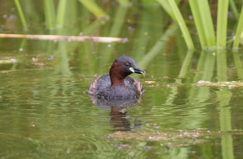 Latest Sightings