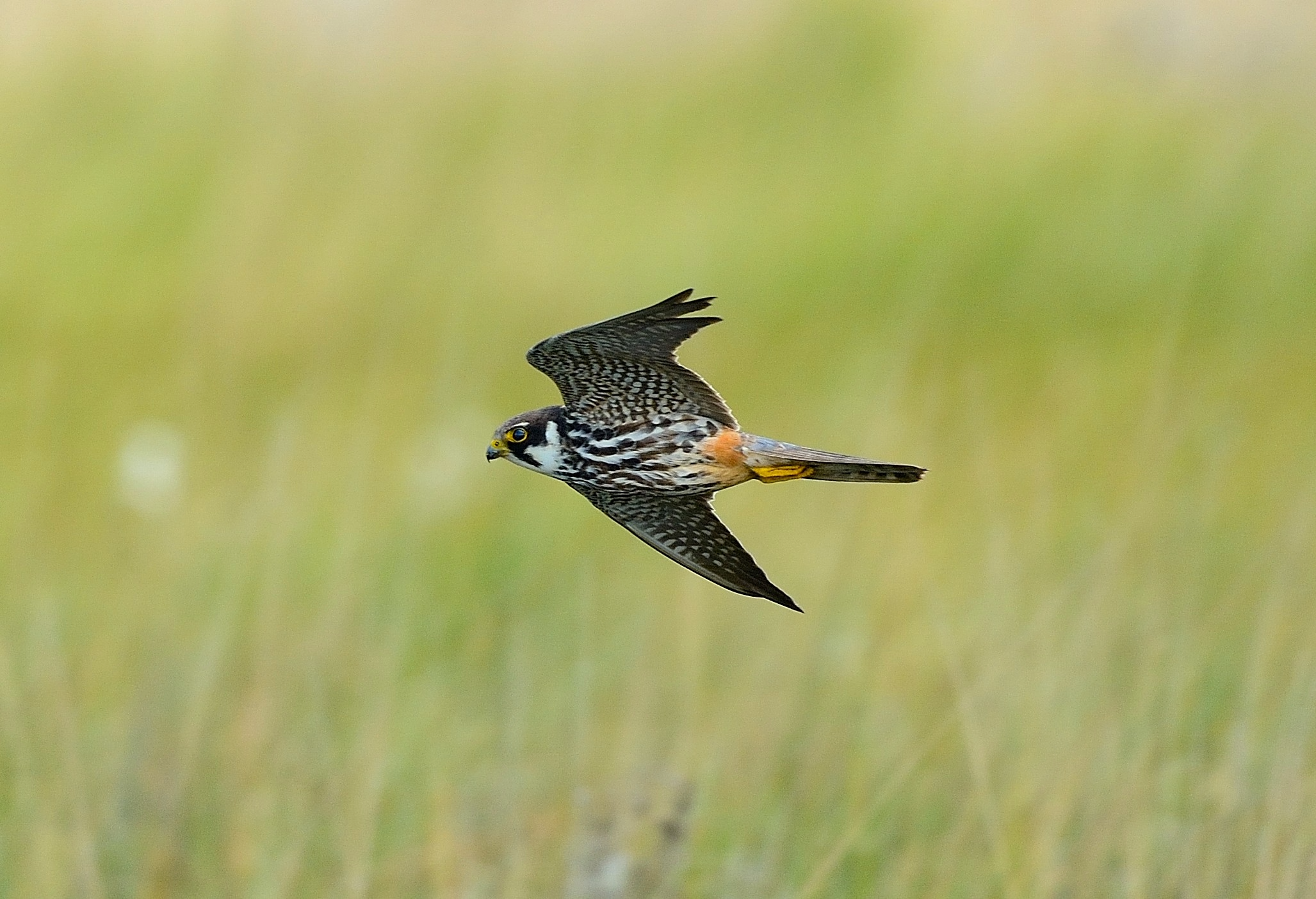 Latest Sightings