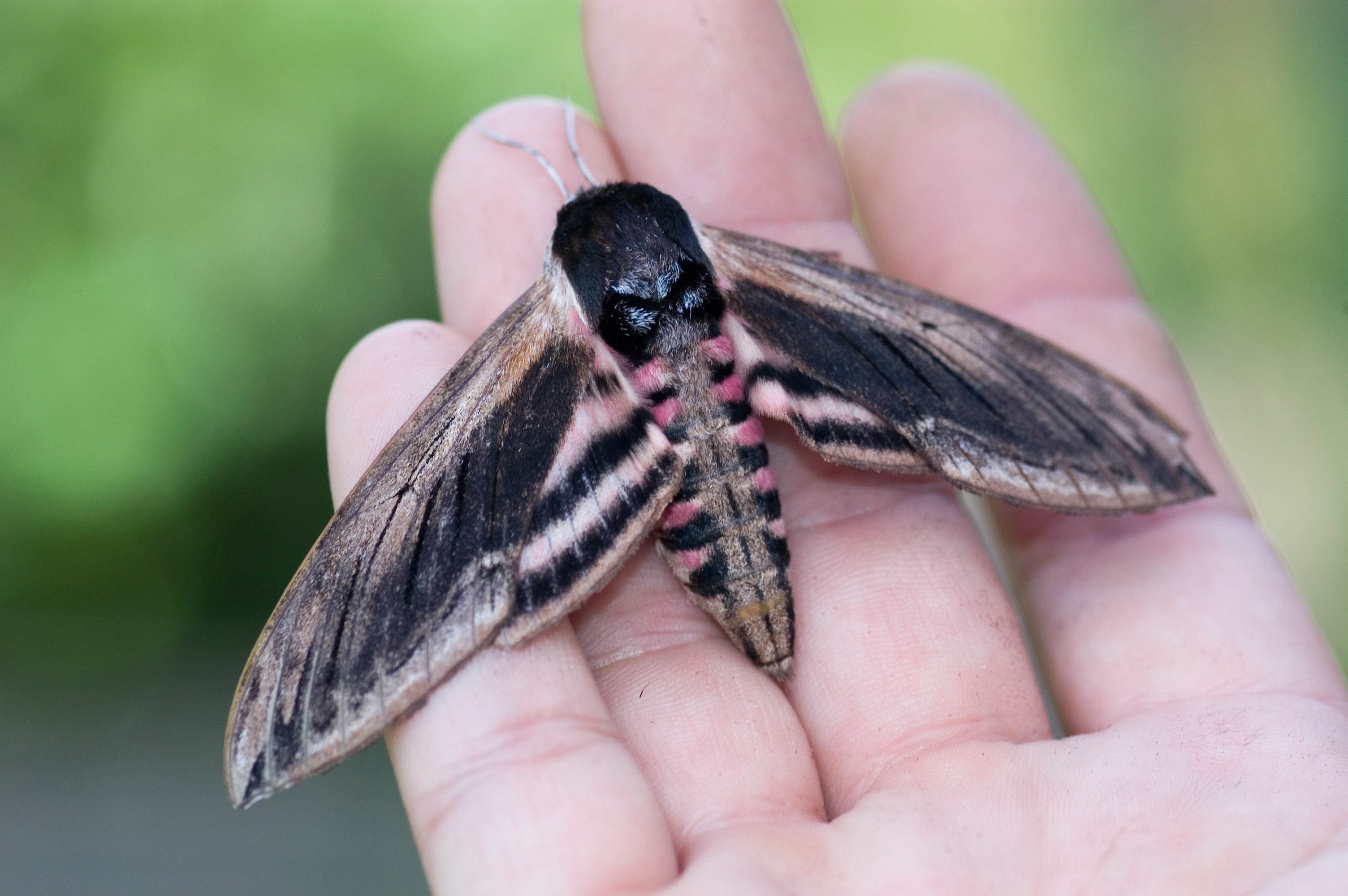 Moth Mornings