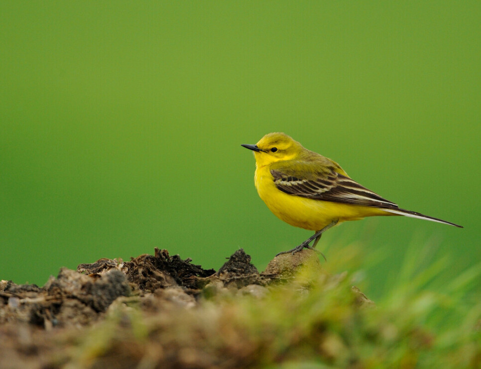 Latest Sightings