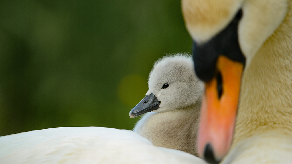 Nesting oystercatchers, swan cygnets growing and black-headed gull colony