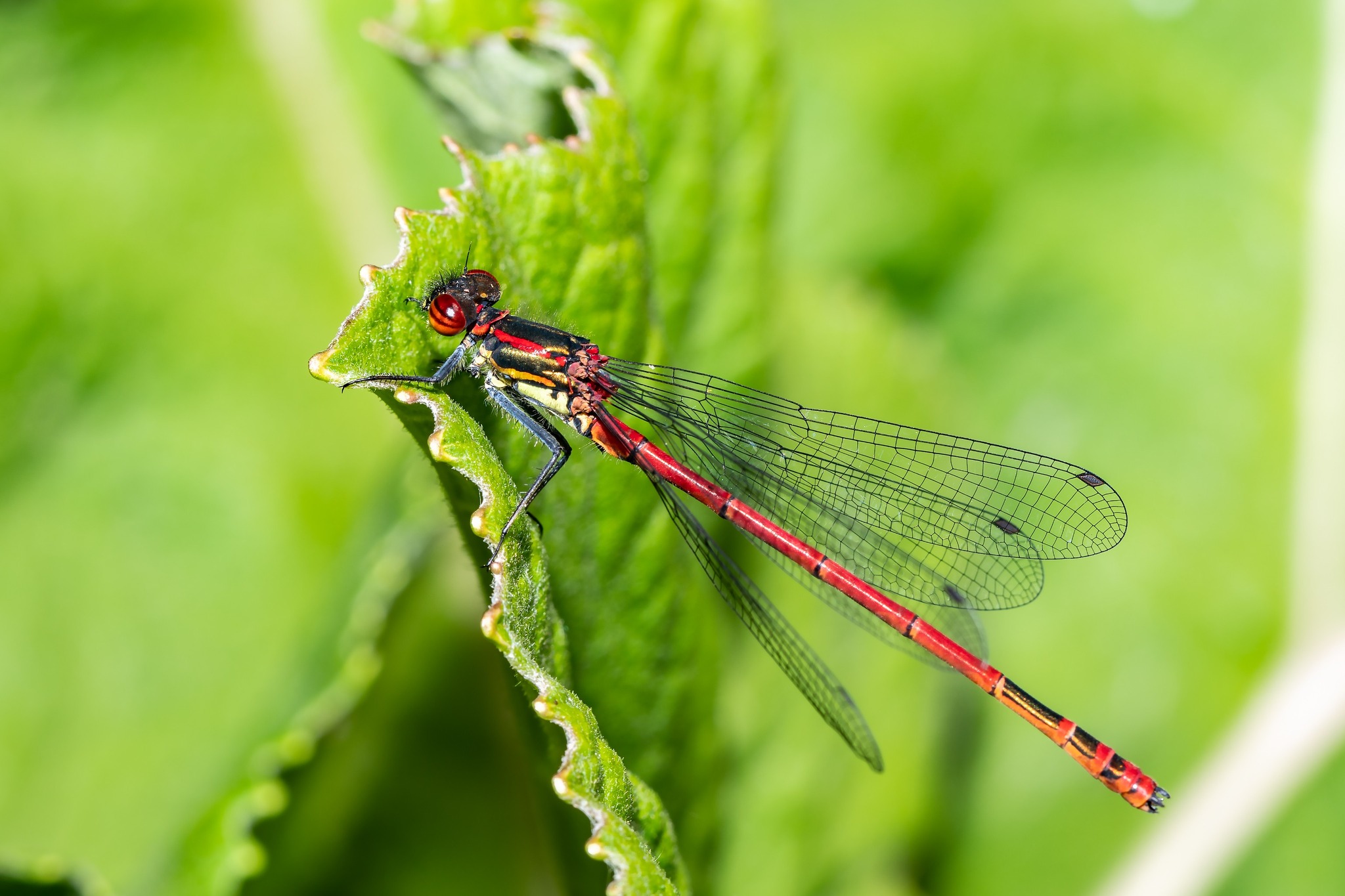 Dragonfly Safari