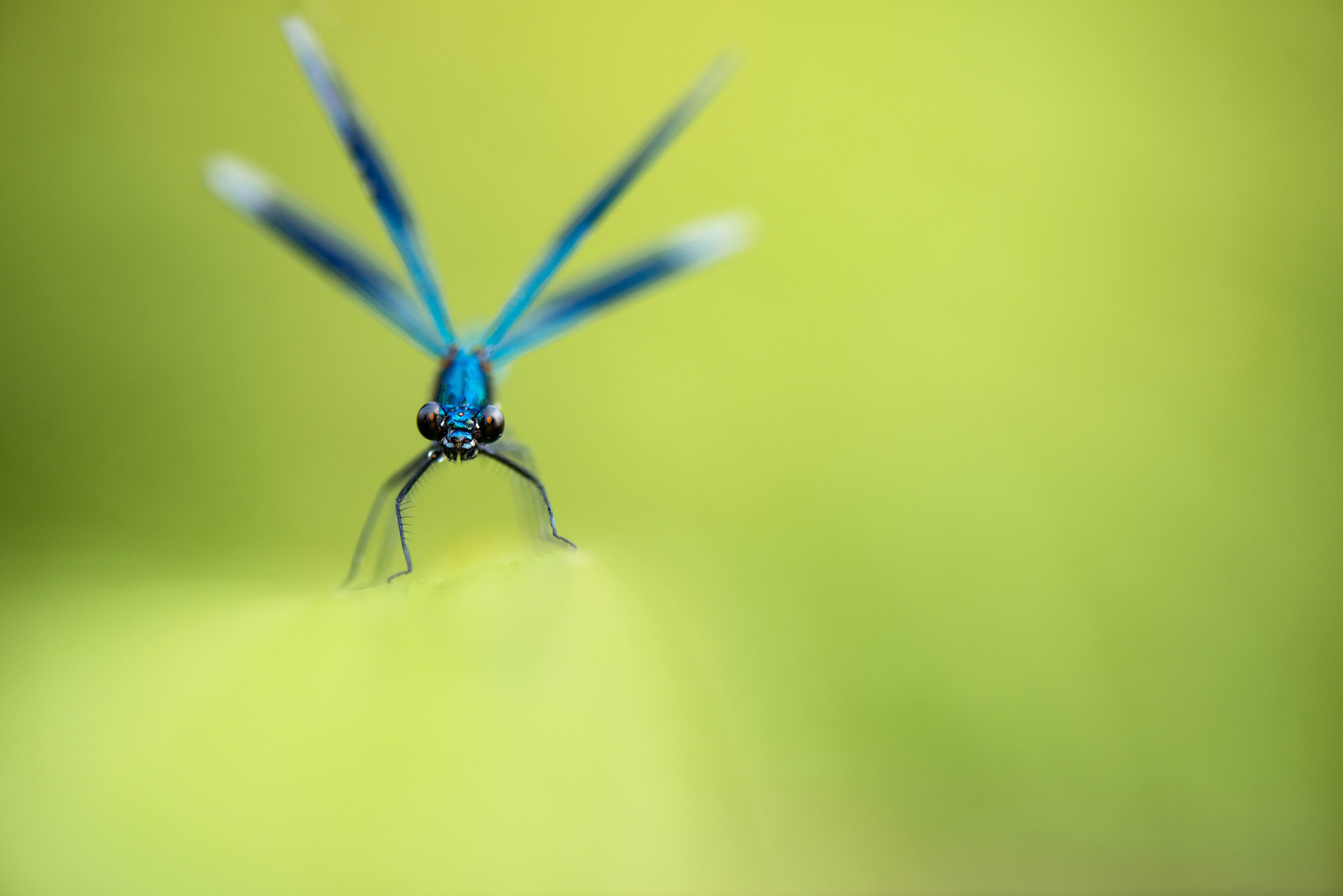 Dragonfly Safari