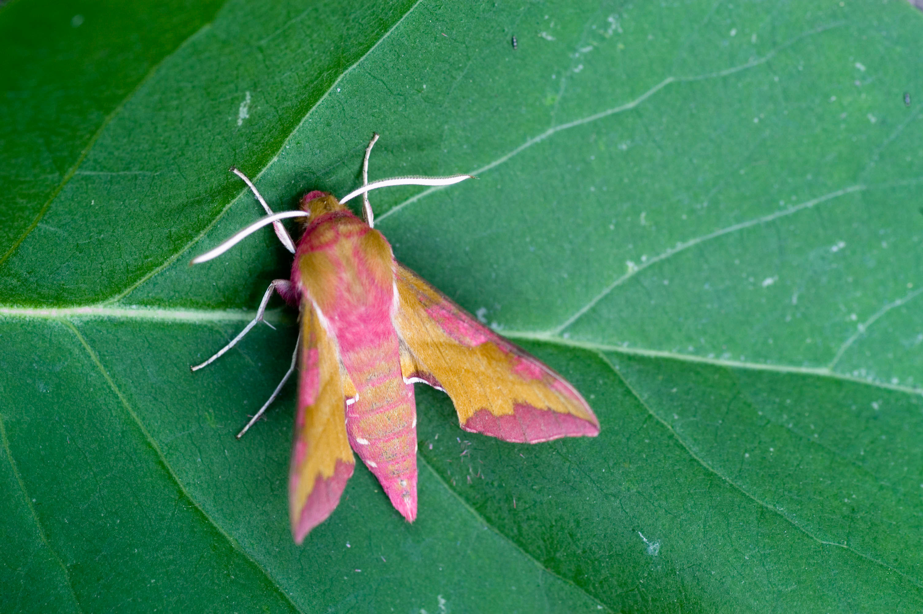 Moth Mornings