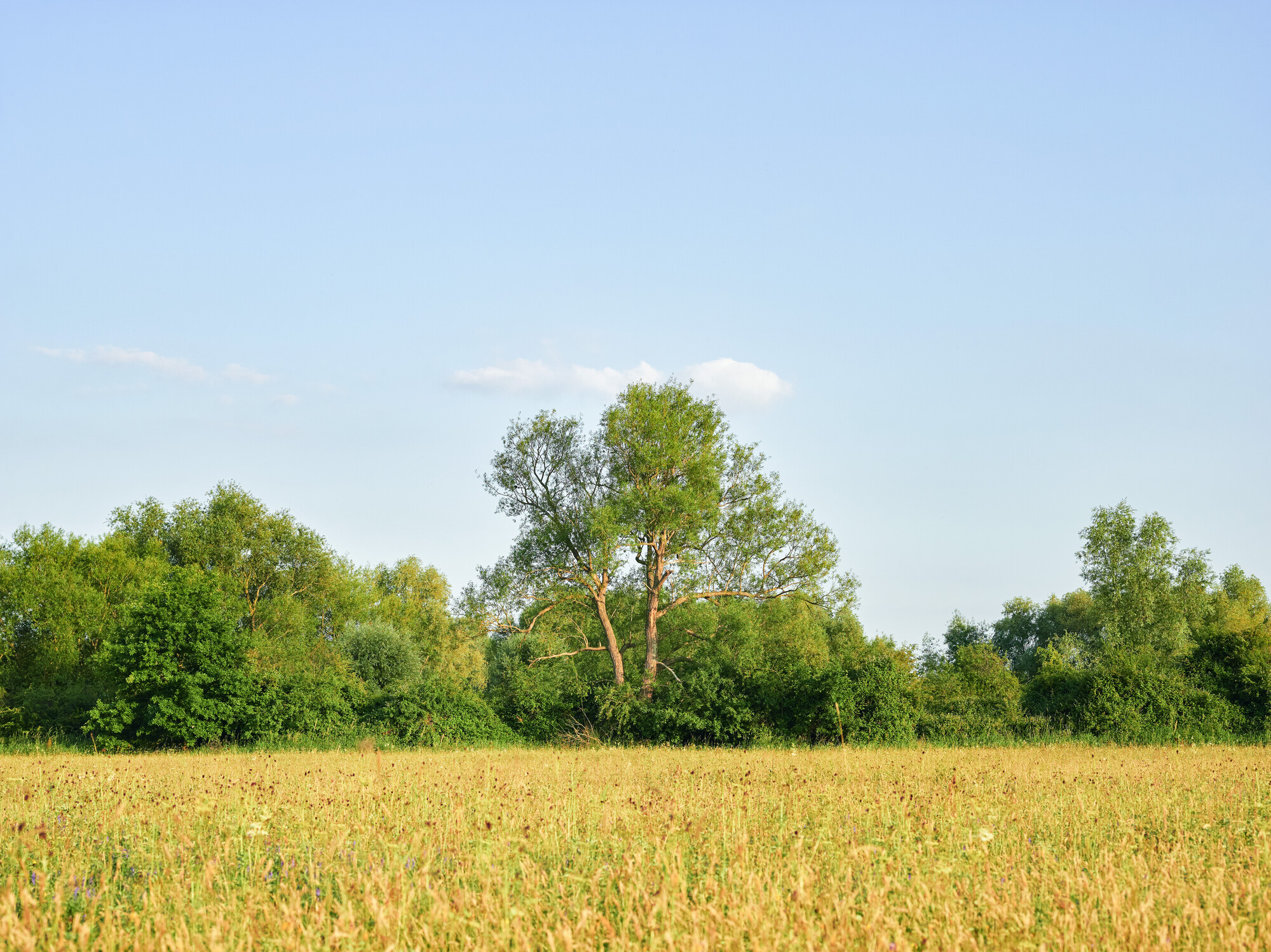 Grassland Wild Walk - July