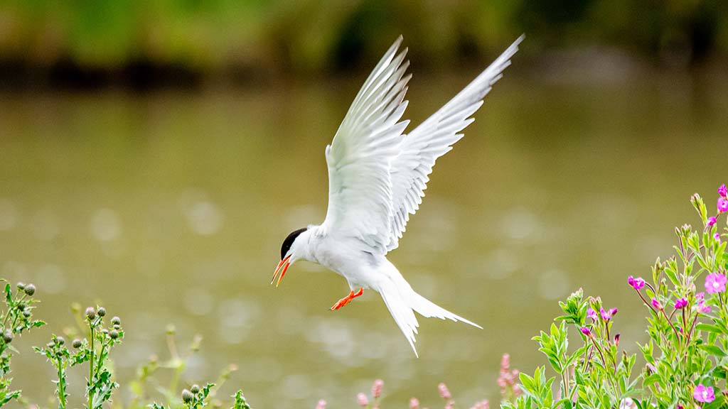 A common tern in flight in summer