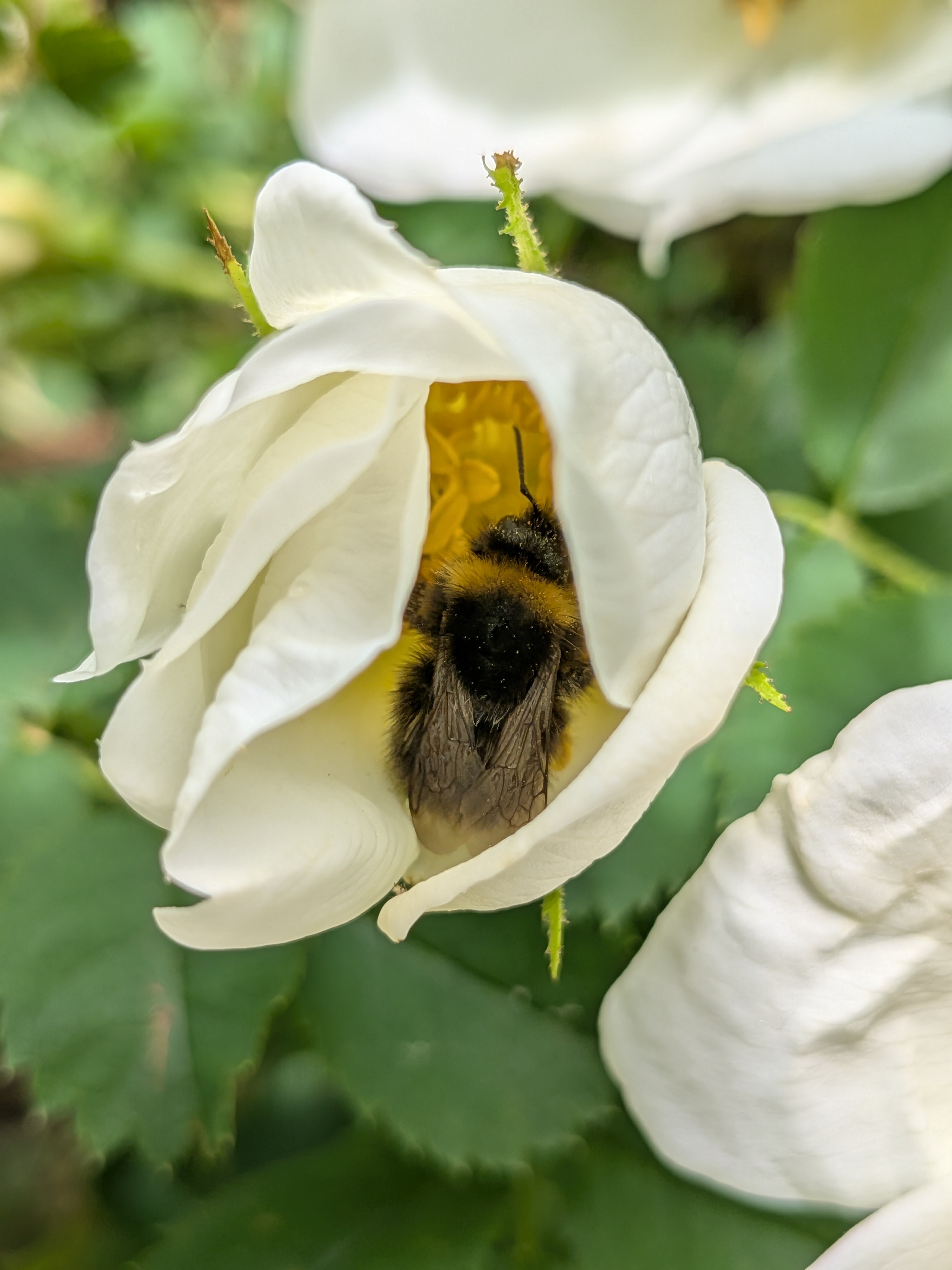 Wildlife Update from Our Reserve Warden, Michael