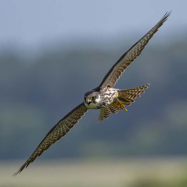 Peregrine falcon by Les Cater, RSPB Images