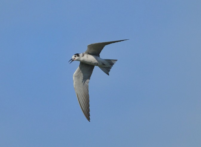 Spotted: Black Tern