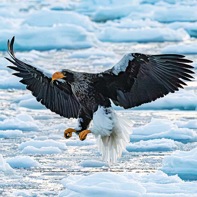 A Stellars sea eagle in flight, with a frozen landscape behind