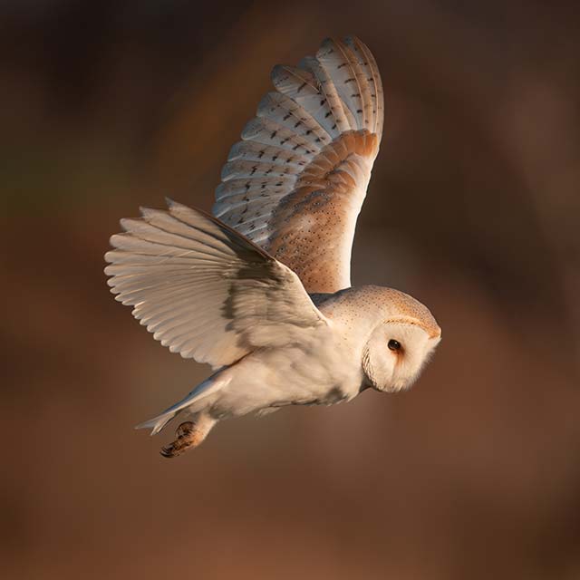 A barn owl in flight by Terry Donnelly, Sony Alpha