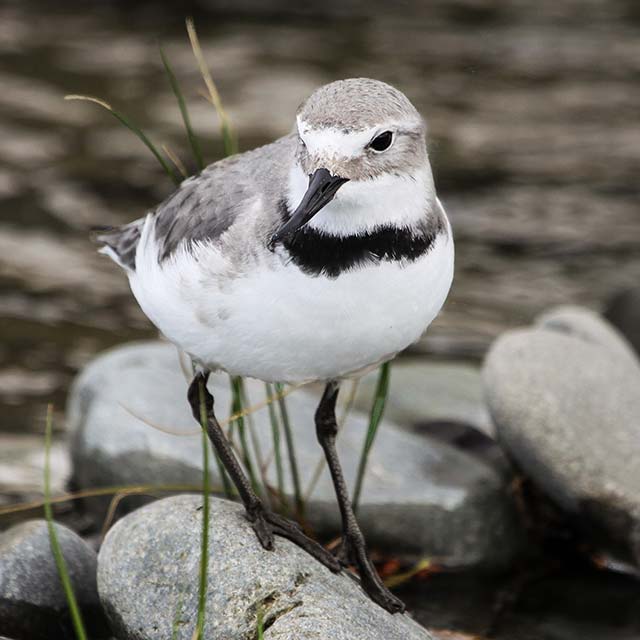Wrybill by Elis Simpson