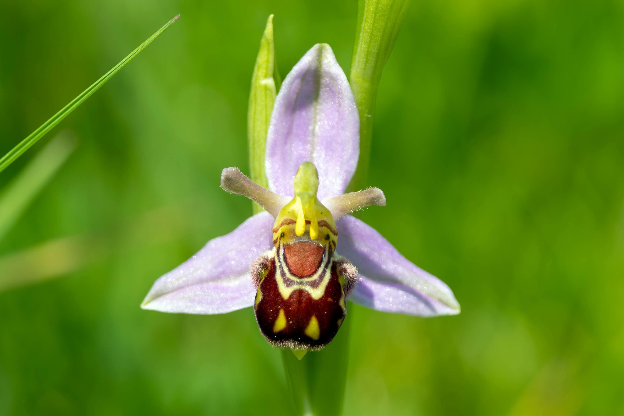 Bee Orchid at WWT Llanelli by Neil Fermandel