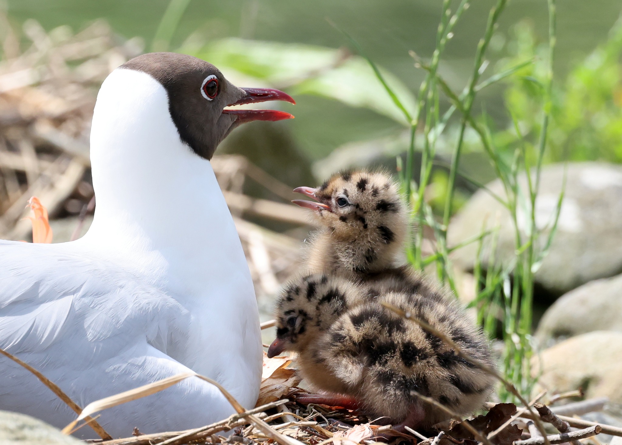 Hot Otters, Cuckoos, Pochard ducklings and the return of Little Ringed Plovers