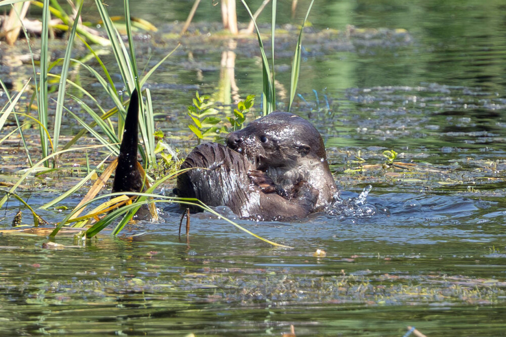 Wildlife Sightings 07/08/2026