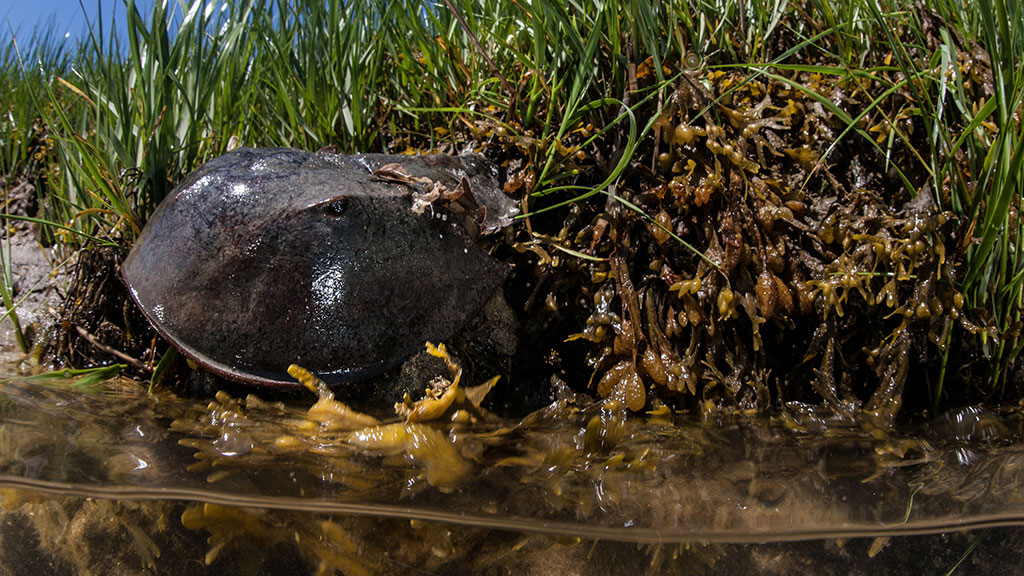 The amazing biodiversity of saltmarshes