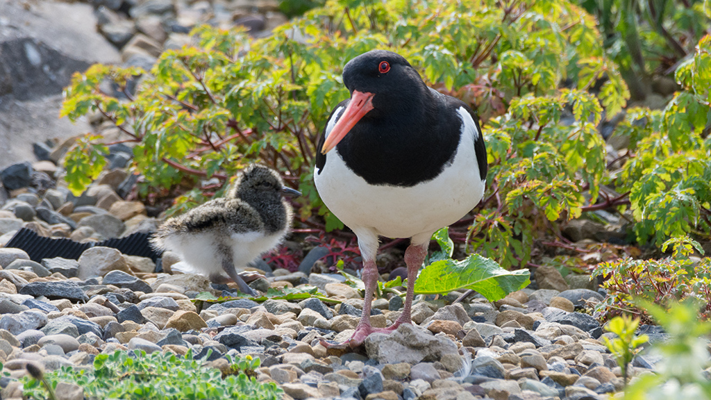 Oystercatcher chicks