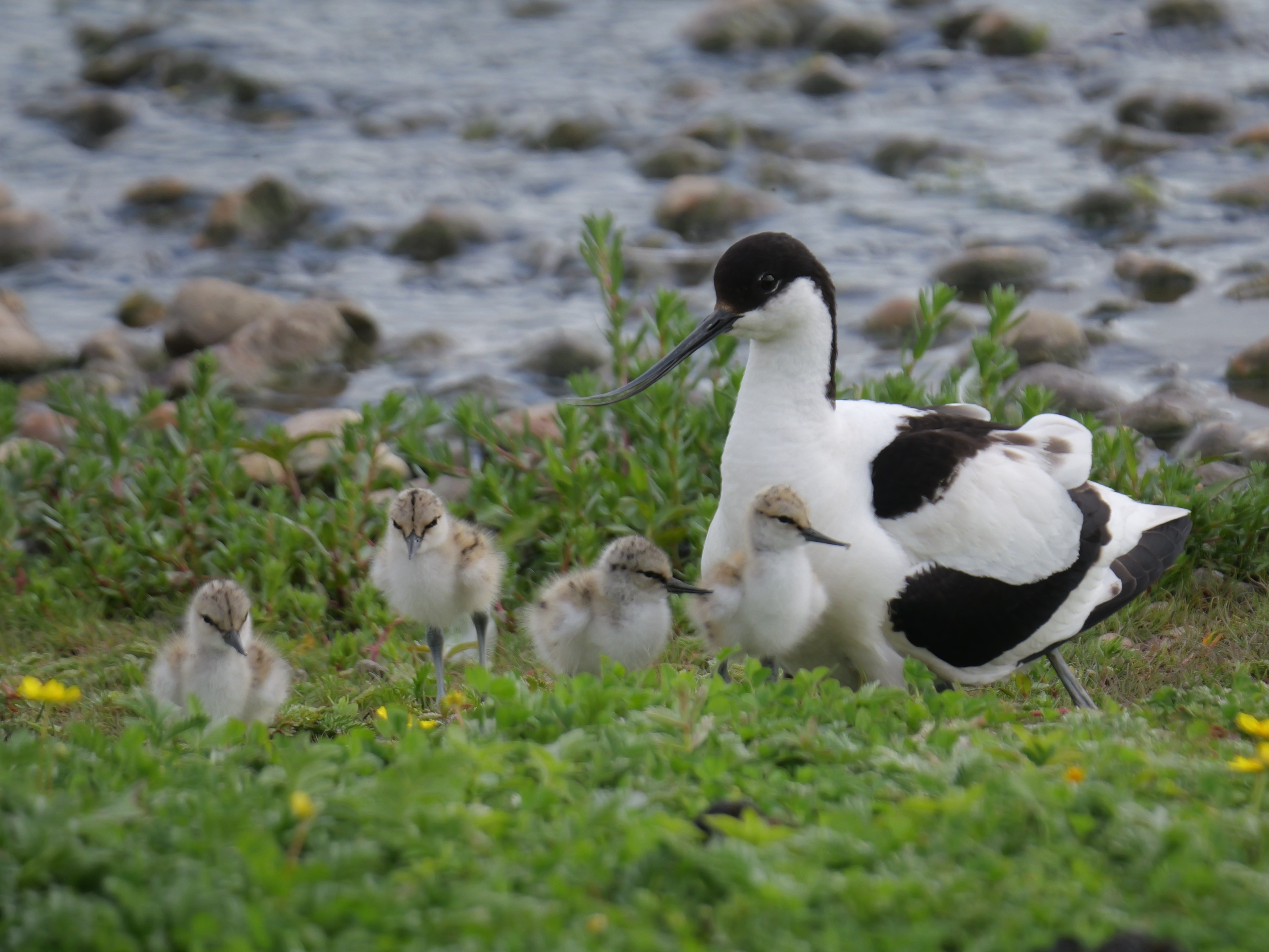 Sightings and news for week ending 7 June 2026