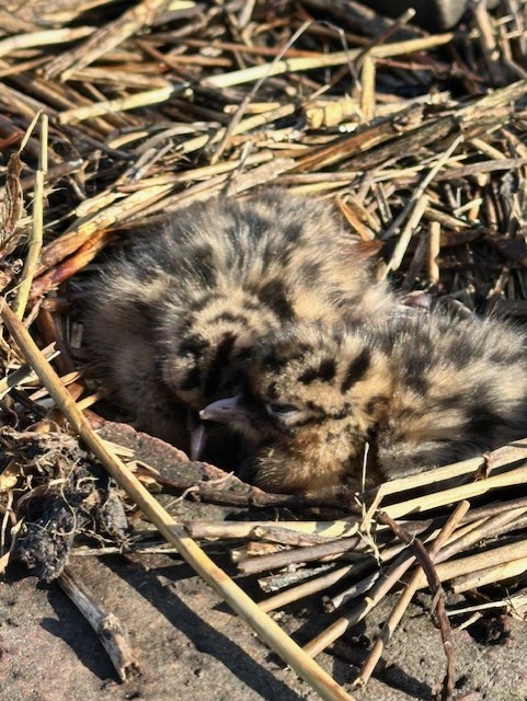 Latest Sightings