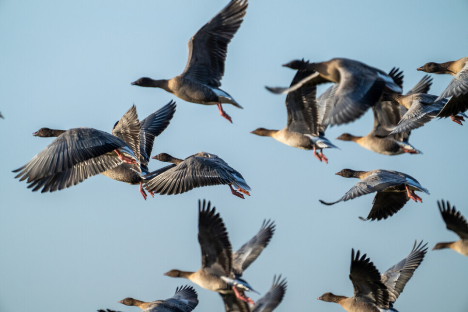 WWT Martin Mere Announces it’s first ever ‘Goosefest’, celebrating the arrival of thousands of pink-footed geese this autumn