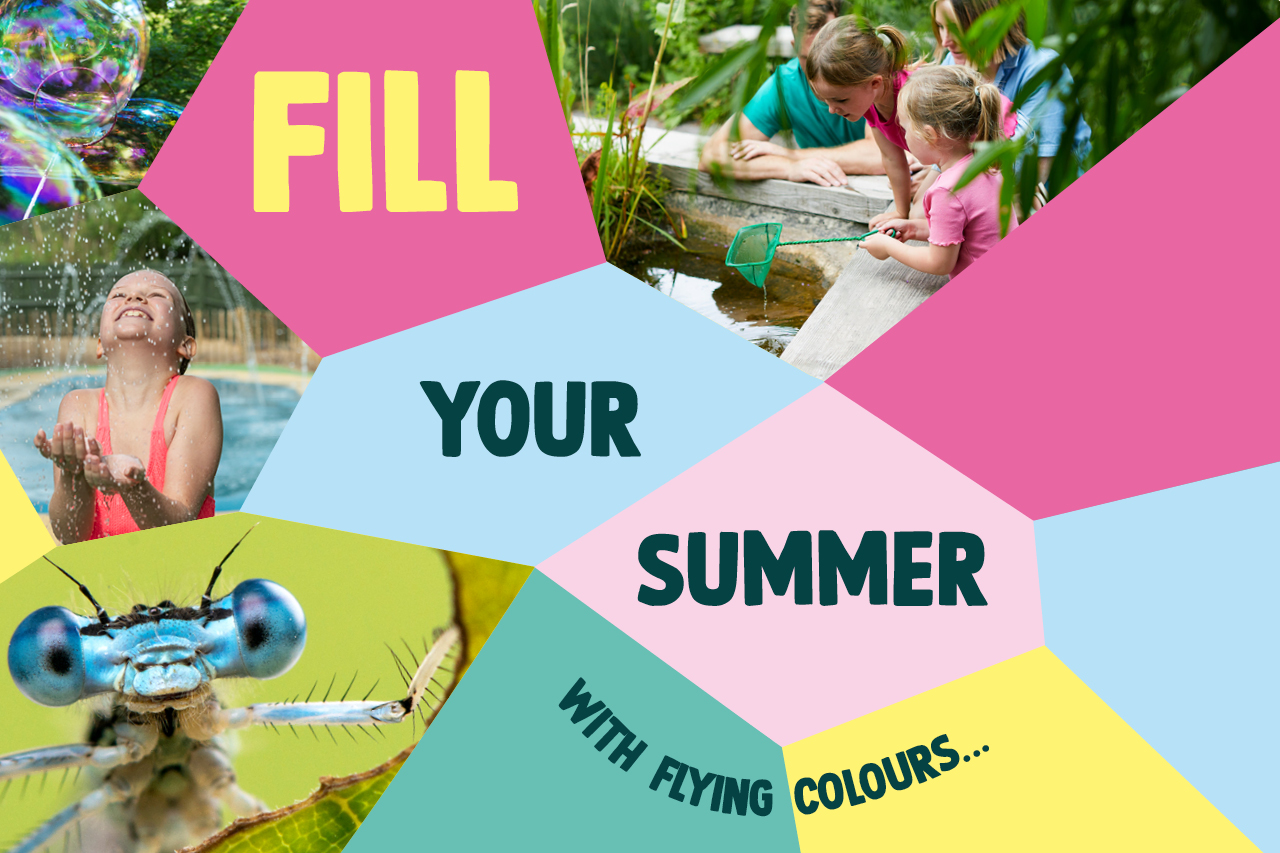 A colourful mosaic featuring images of damselflies, dragonflies, children and the text: Fill your summer with flying colours...