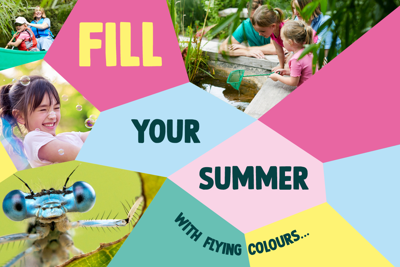 A colourful mosaic featuring images of damselflies, dragonflies, children and the text: Fill your summer with flying colours...
