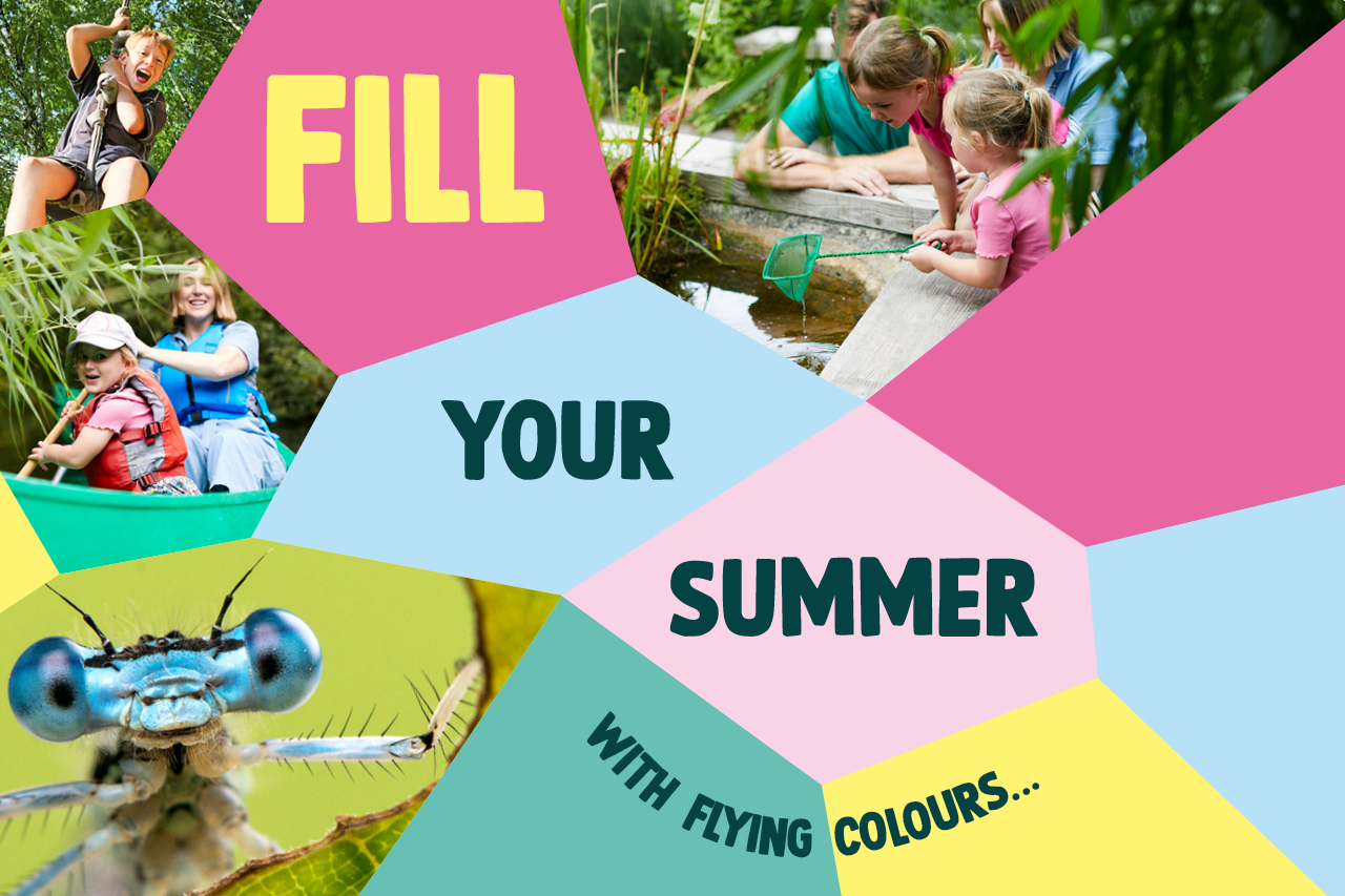 A colourful mosaic featuring images of damselflies, dragonflies, children and the text: Fill your summer with flying colours...