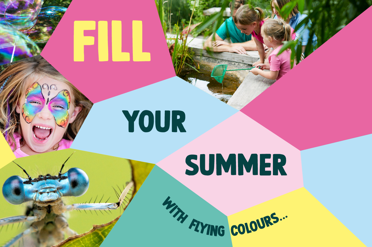 A colourful mosaic featuring images of damselflies, dragonflies, children and the text: Fill your summer with flying colours...