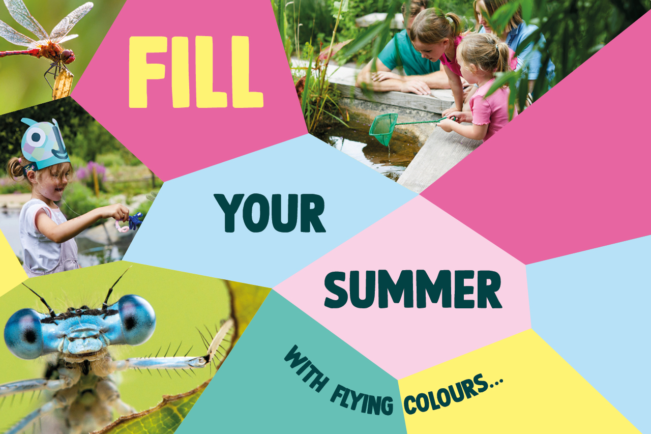 A colourful mosaic featuring images of damselflies, dragonflies, children and the text: Fill your summer with flying colours...