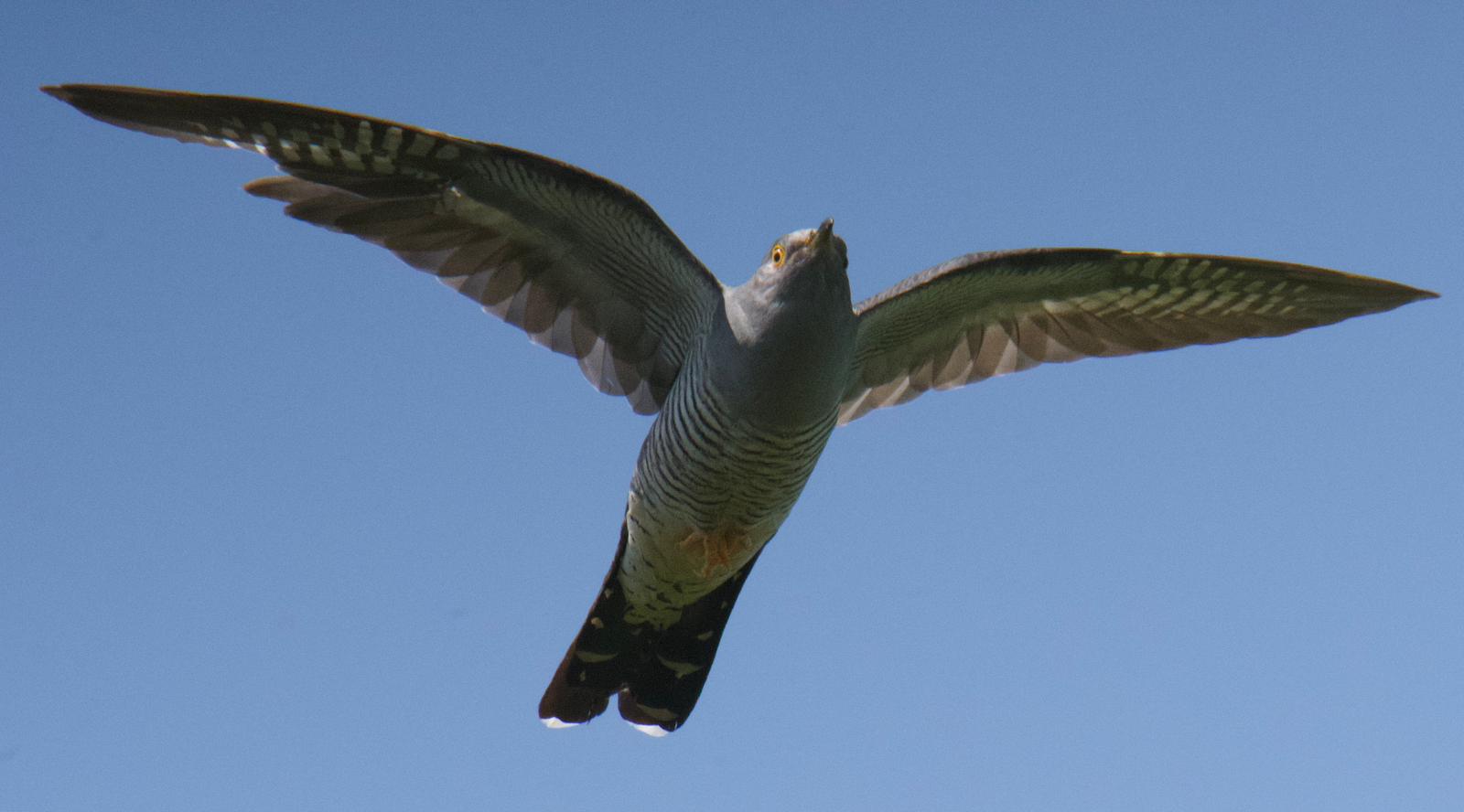 June's Bird of the Month: Cuckoo