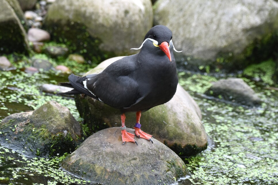 June Bird of the Month: Inca Tern (Larosterna inca)