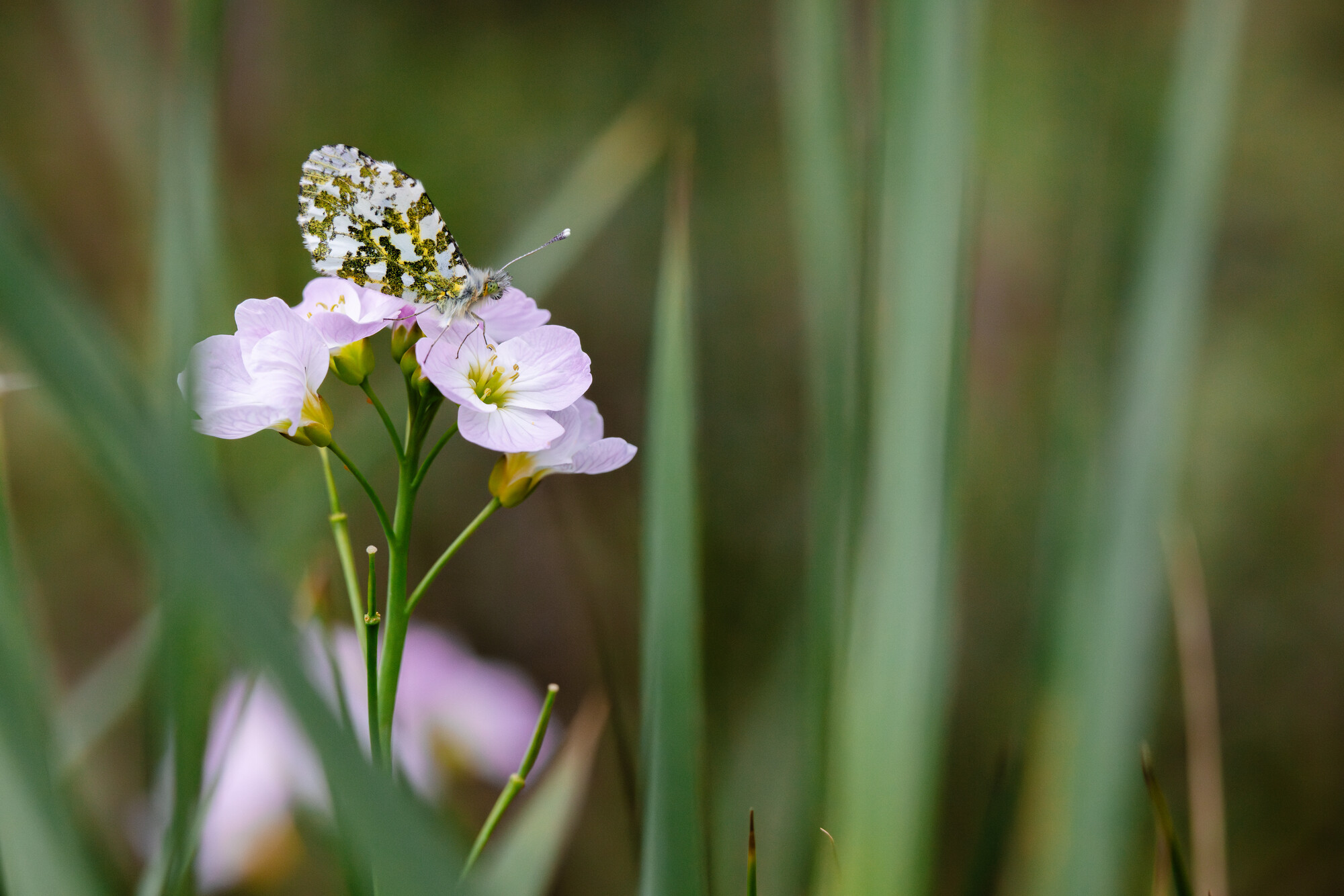 Mottled green and white orange-tip butterfly on a pale lilac flower with a green stem amongst out of focus grasses