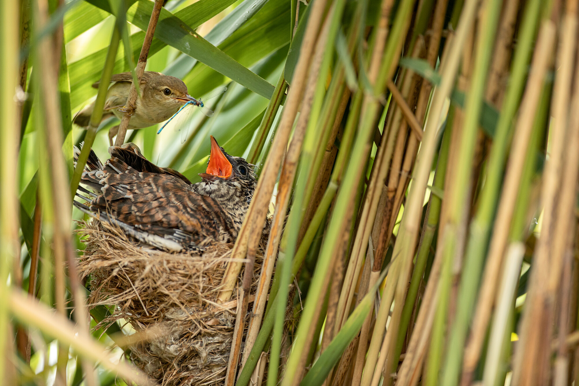 Cuckoo chick with beak open in nest amongst reeds, being fed by a small reed warbler holding a damselfly in its beak