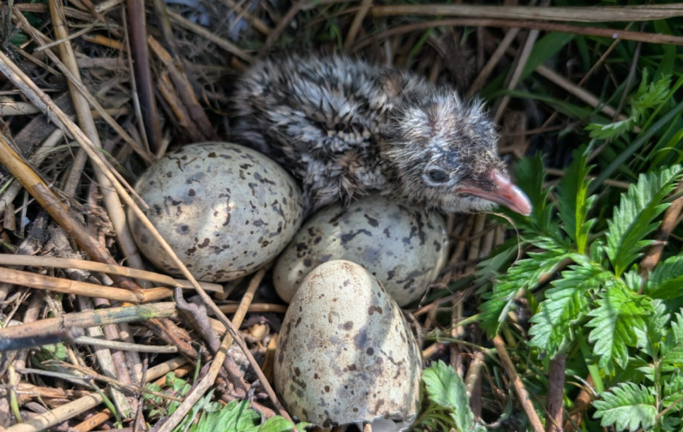 Mediterranean gull chick makes history as first to hatch at Martin Mere