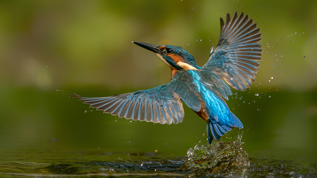 Cast your vote for wetland wildlife on the next series of UK banknotes