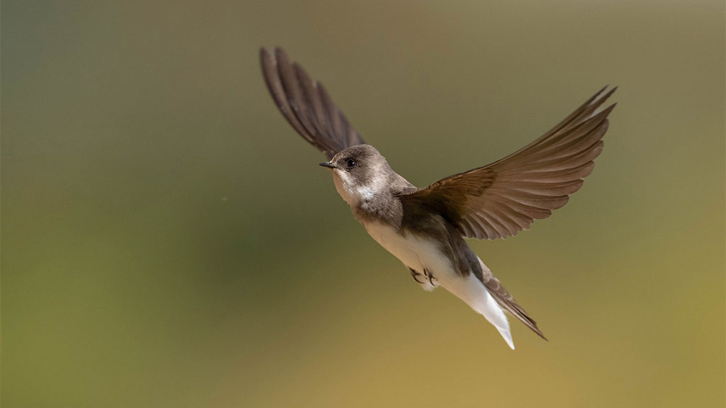 Spring stories from WWT’s wetlands