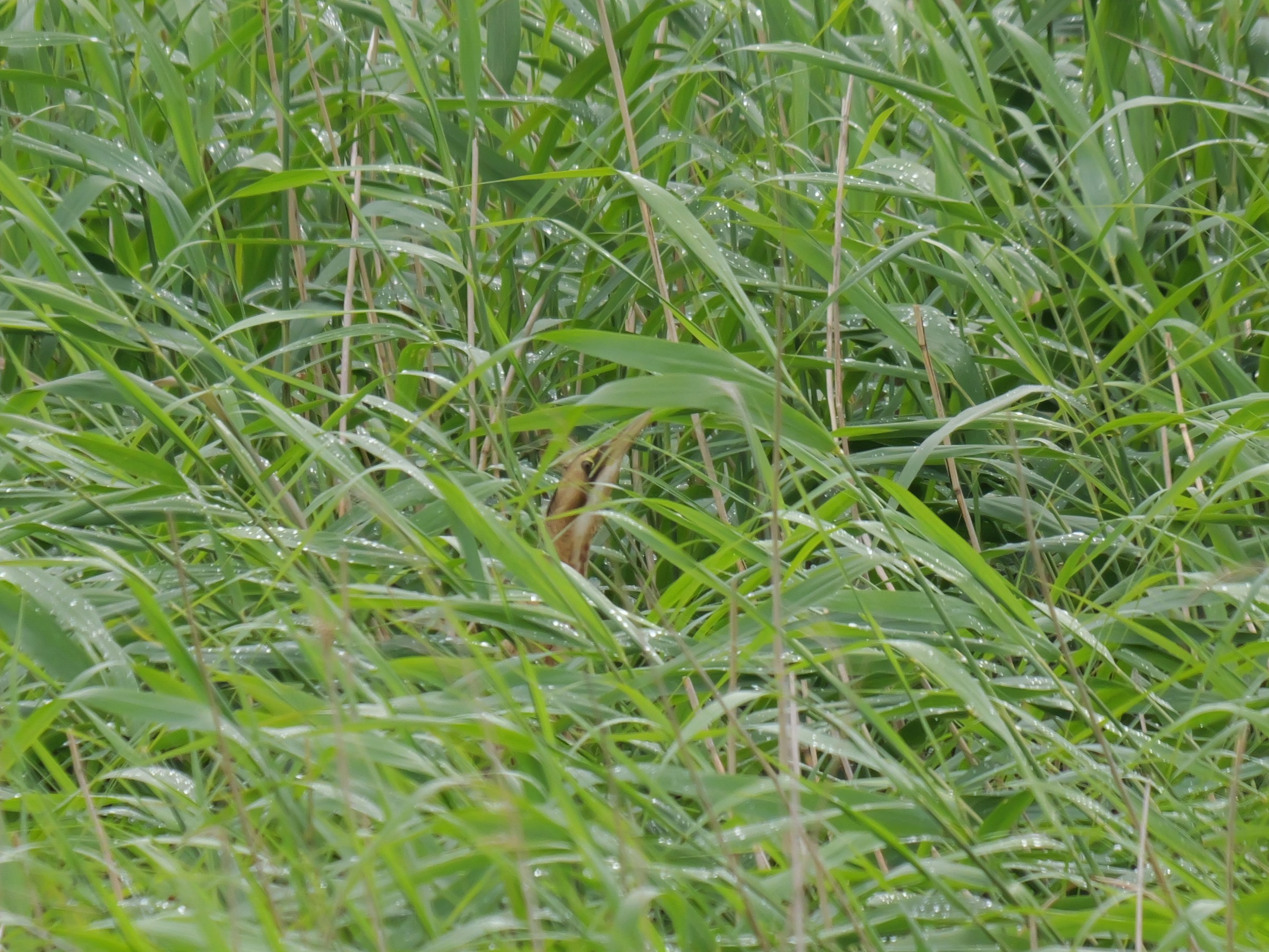 Sightings and news for week ending 14 June 2026
