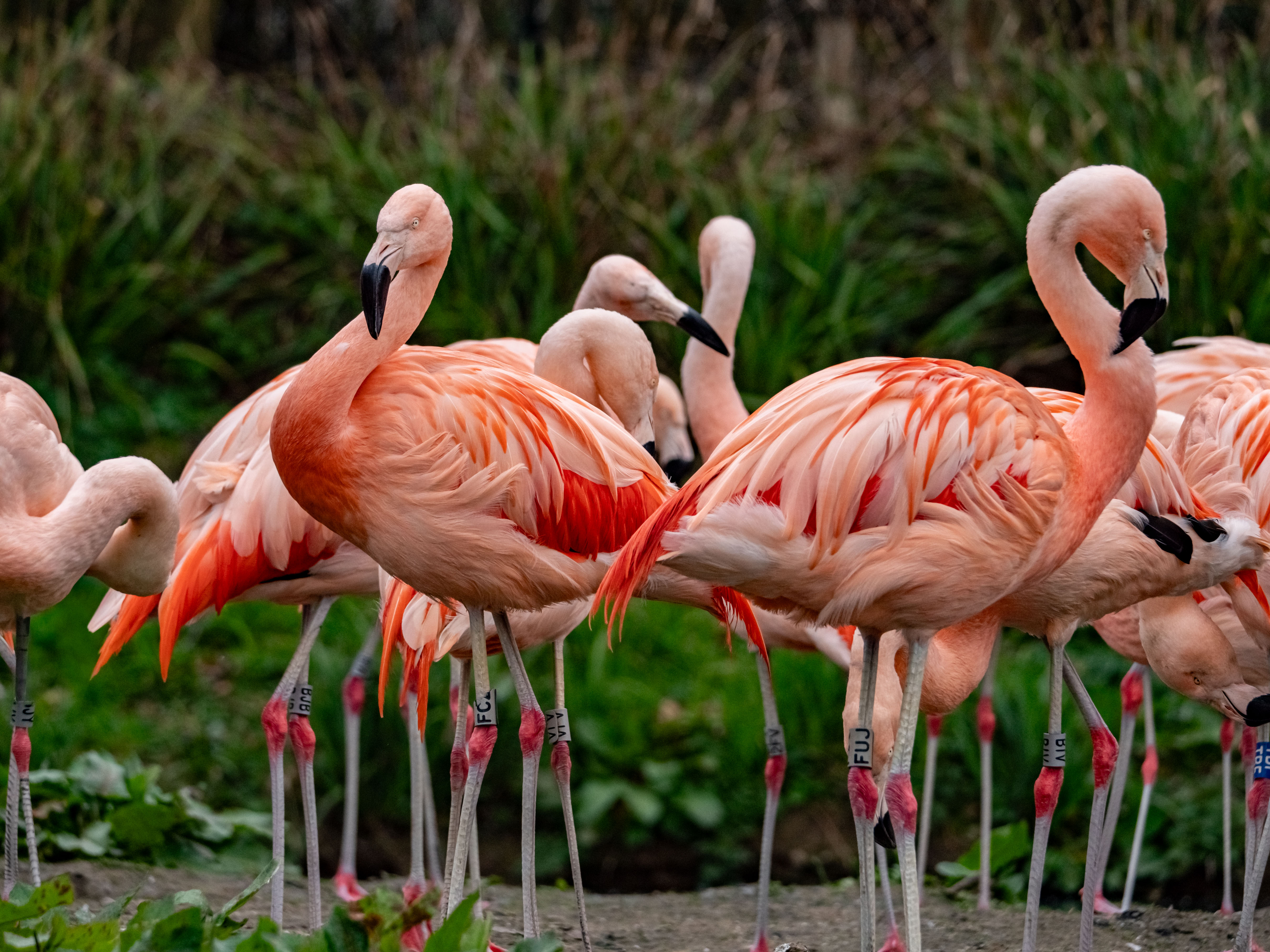 Exciting Improvements for Our Flamingos