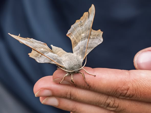 Moth Mornings