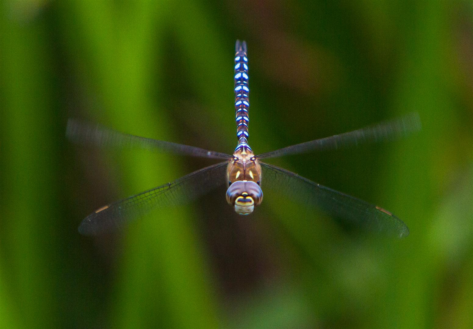Dragonfly Drone Course